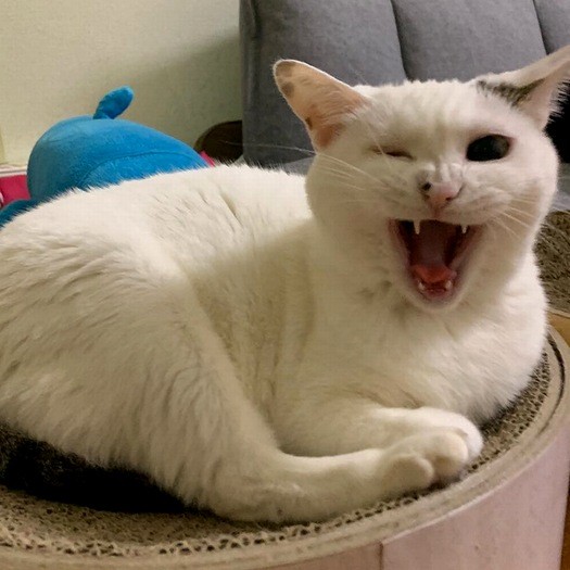 大笑いしているの？