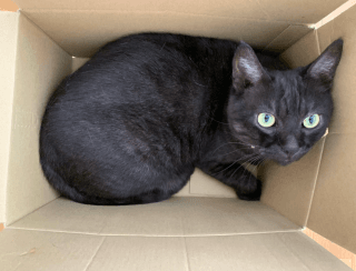 災害時に飼い犬や猫はどうすればいい？「ペットとの同行避難ガイドライン」を発表　岡山市