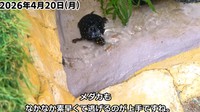 メダカは動きが素早い／投稿主さん提供
