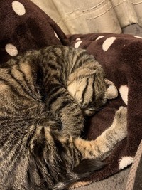 ニャンモナイト姿で爆睡中