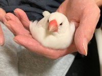 「文鳥の定番、お餅スタイル」（提供：むぎ太郎さん）