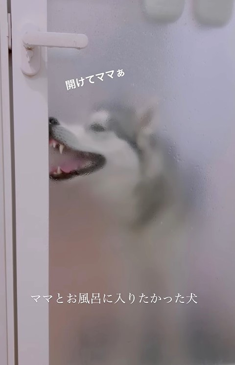 お風呂に入りたくてすりガラス越しでドアを「開けて」と訴えるハスキー犬が話題に（「シベリアンハスキーの星凪」さん提供、Instagramよりキャプチャ撮影）