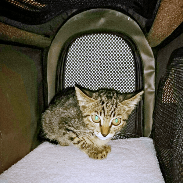 保護当日、生後推定2、3カ月。大きな声で鳴いていた茶さん（画像提供：MERRY and BRIGHTさん）