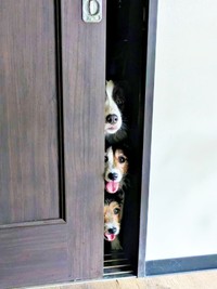 にっこり笑顔！（上から）縦並びになってのぞく（上から）ペネロペちゃん、シャーロットちゃん、エリちゃん（画像提供：複雑奇怪な浪速っ子さん）