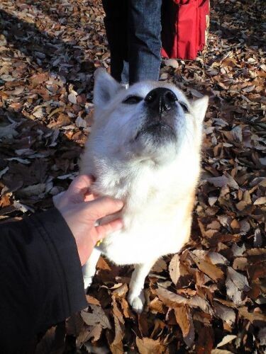 13歳頃、「おとうさんそこそこ、かゆいとこ」この頃はまだ足腰もしっかり（コノマエヨミ子さん提供）