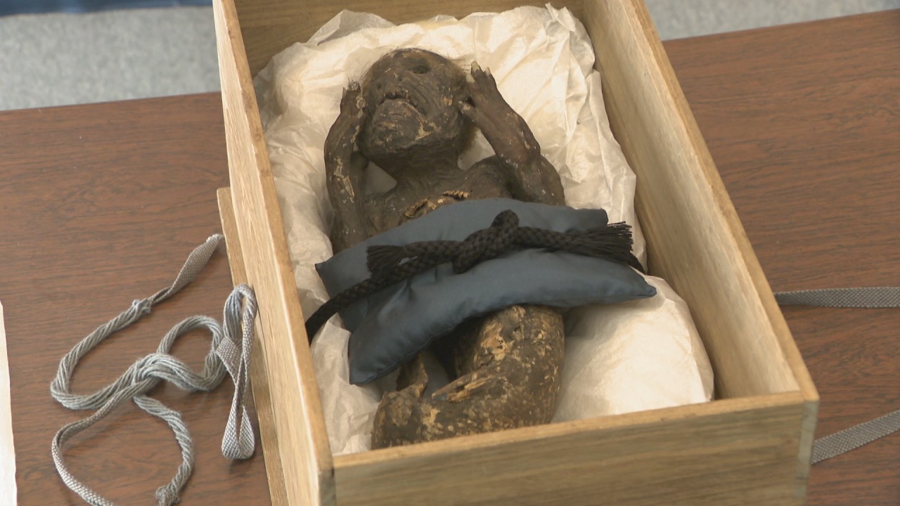 人魚のミイラに「哺乳類とも魚類とも異なる特徴」 研究チームが中間