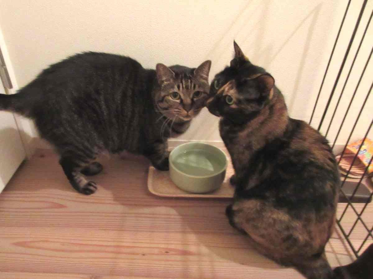 猫たちの食事場所を変えたら 戸惑った猫は元の場所で待機 犬 猫との幸せな暮らしのためのペット情報サイト Sippo 猫たちの食事場所を変えたら 戸惑った猫は元の場所で待機 犬 猫との幸せな暮らしのためのペット情報サイト Sippo