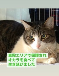 毒殺エリアから保護され、オカラを食べて生き抜いてきたというジャミくん（「大阪さくらねこの会」さん提供）