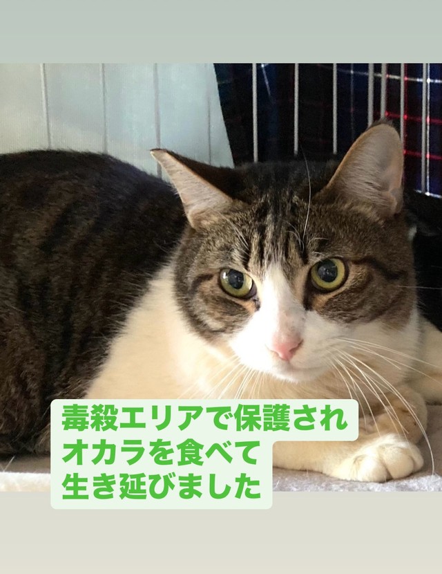 毒殺エリアから保護され、オカラを食べて生き抜いてきたというジャミくん（「大阪さくらねこの会」さん提供）