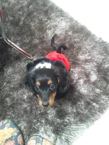 家にきたころの「ココア」