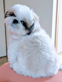 「猫に見えますか？」  くるっと振り返るズシくん（画像提供：シーズーのズシさん）