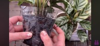 新たにダイソーで300円で購入したカラテア／「くまパン園芸 KOBI's Houseplants Life」（@kumapan）提供