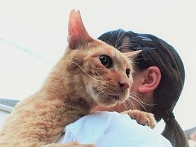 2度捨てられ、ヨレヨレだった公園の猫　家猫として生きていた