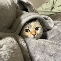 東京は寒いニャ、沖縄出身のマアムちゃん。