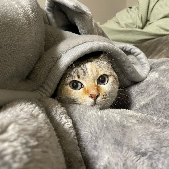 東京は寒いニャ、沖縄出身のマアムちゃん。