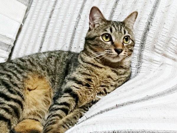 のんびりくつろぐ3、4歳の頃の正宗くん（画像提供：よしゅあさん）