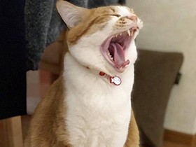 追いかけっこ、疲れた～　ポッチャリ系ミックス猫「チップ」