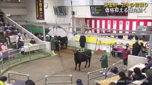 子牛の初競りが始まる　宮城・美里町