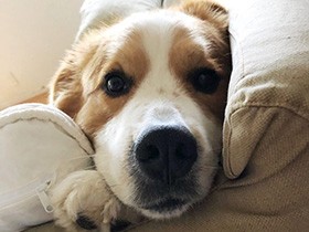 ソファーであご乗せが定位置　甘え上手なミックス犬の「八七」