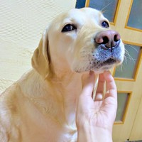 アゴをなでなでされてご満悦なロキくん（画像提供：ロキの相方さん）