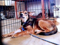 施設にいたころの小次郎くん（画像提供：みかみと小次郎【公式】さん）