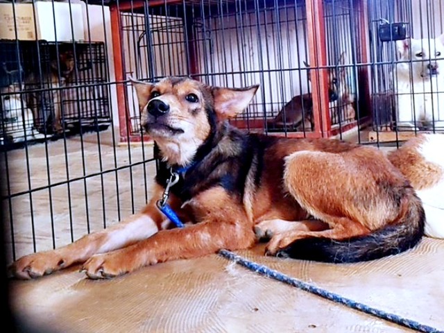 施設にいたころの小次郎くん（画像提供：みかみと小次郎【公式】さん）