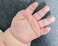 左手にも見事な「ますかけ線」が ※最中もなかさん提供