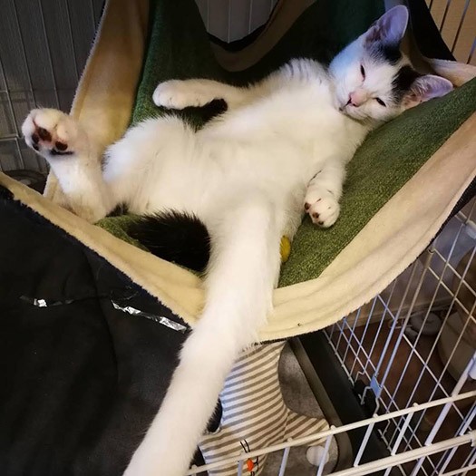 教授のお気に入りのハンモックを奪ったゴビ（しのぶさん提供）