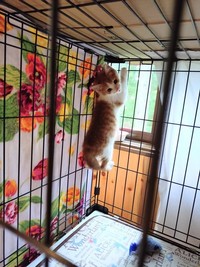 ケージの中でやんちゃっぷりを発揮