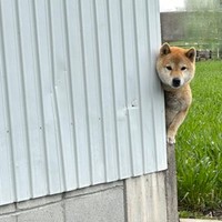 予想外の状況でにらみを効かせていた、番犬のお仕事中の柴犬さん（画像提供：スナナさん）
