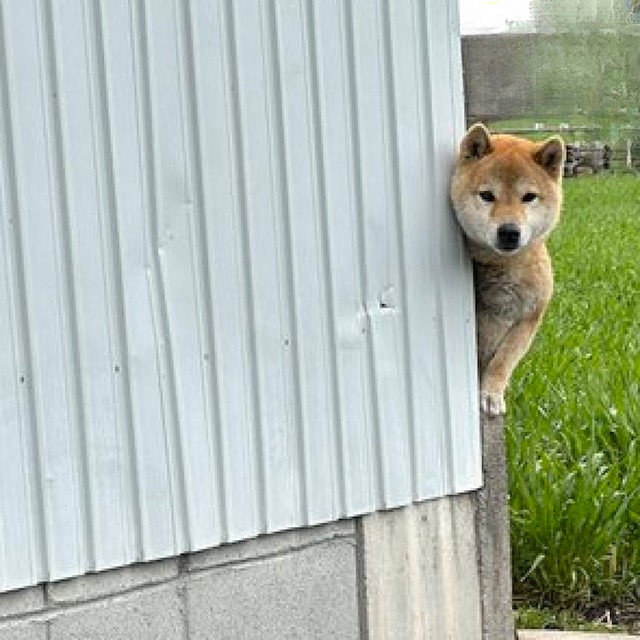 予想外の状況でにらみを効かせていた、番犬のお仕事中の柴犬さん（画像提供：スナナさん）