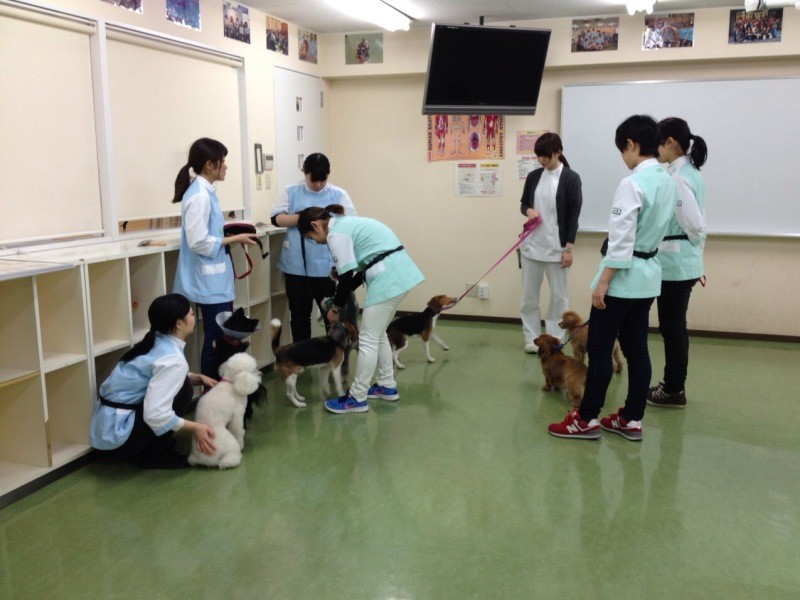 学内犬のお世話をする学生たち（波戸さん提供）