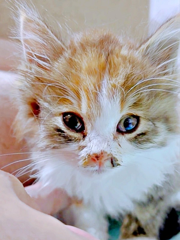 車の前に子猫がーー衰弱した状態で保護されたニコちゃん（画像提供：保護ねこ ニコちゃん）