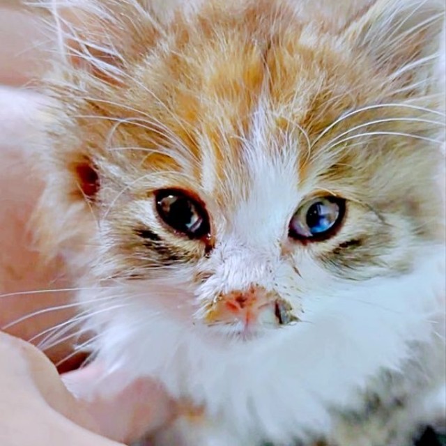 車の前に子猫がーー衰弱した状態で保護されたニコちゃん（画像提供：保護ねこ ニコちゃん）