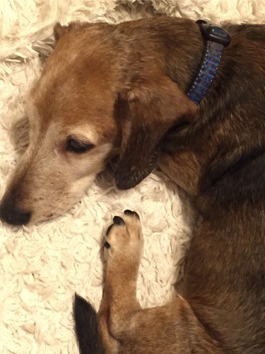 ブリーダーで殺処分対象となっていたアルマ。医師経由で辻さんの家に来た。「すばらしい犬だった」と辻さん（辻さん提供）