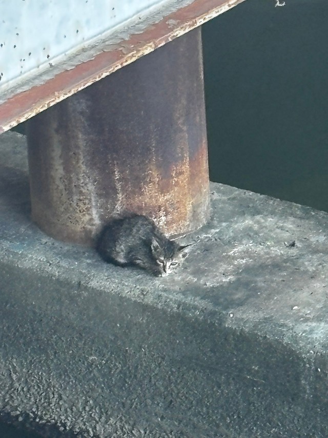 進退極まって心細そうな子猫（あるさん提供）