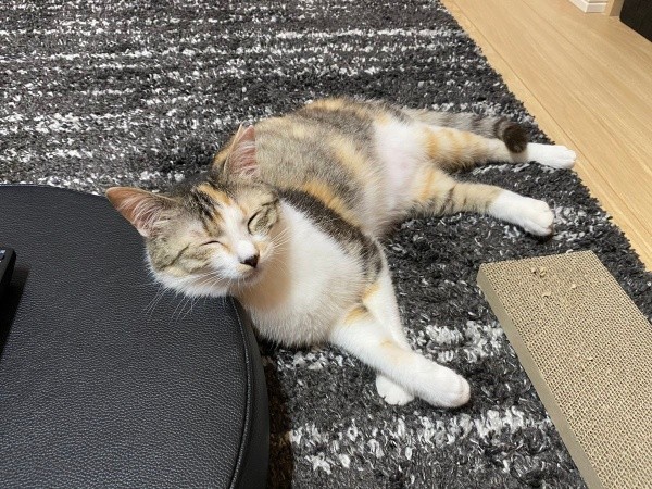 お迎えから1週間、安心してくつろぐネネちゃん（画像提供：パステル三毛猫_ネネさん）