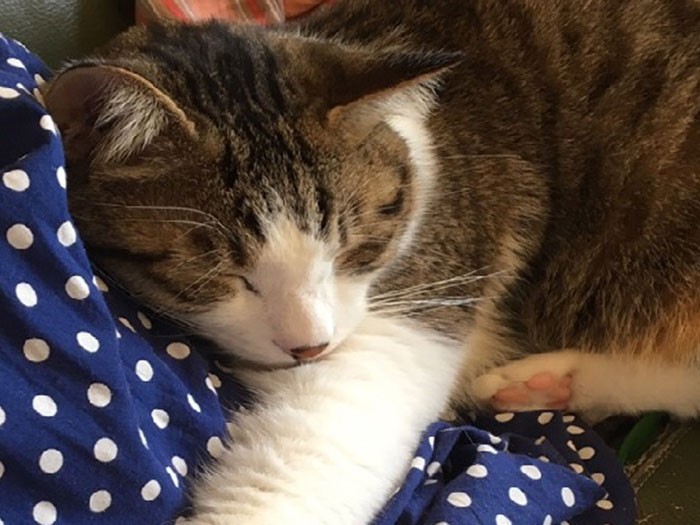 次女のパジャマを枕に熟睡するジャッキー