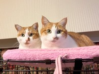 ケージ上のクッションに乗って飼い主さんを見つめる小判くん（左）、金貨ちゃん（右）（画像提供：ネコにごはんさん）