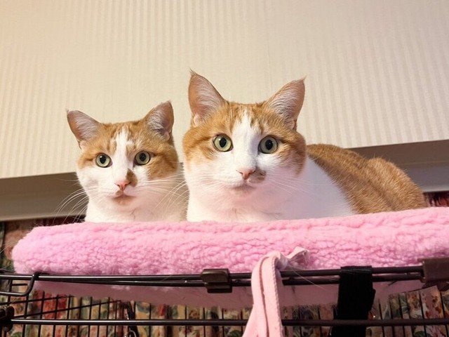 ケージ上のクッションに乗って飼い主さんを見つめる小判くん（左）、金貨ちゃん（右）（画像提供：ネコにごはんさん）