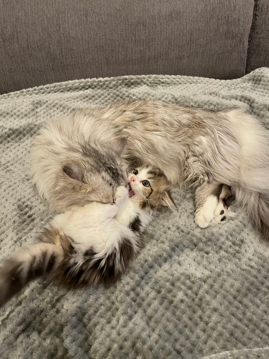 がぶり！ ヤンチャ盛りの子猫、ついに先輩猫を「食べちゃった