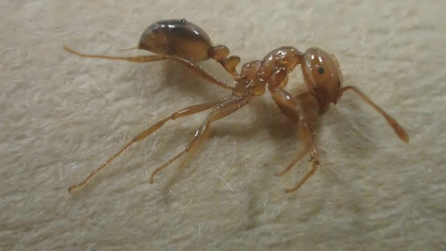 岡山県で初　倉敷市で「アカカミアリ」見つかる