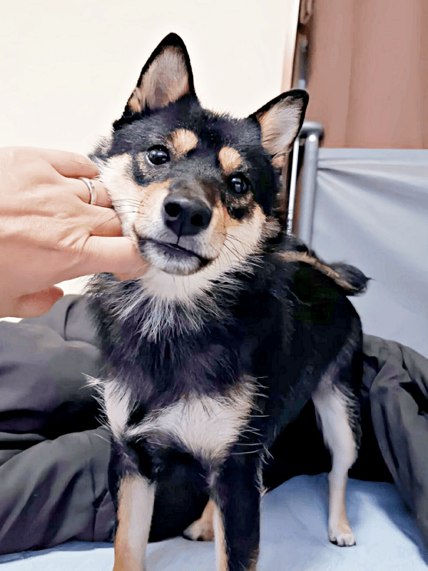 飼い主さんに寄り添うこまちちゃん（画像提供：黒柴 こまちさん）