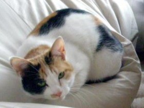 モデルは愛猫　手作りの和小物も充実の猫雑貨店