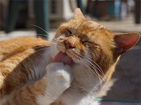 触ったあとに毛づくろい、理由は？　猫の「毛づくろいのルール」で知るその意味
