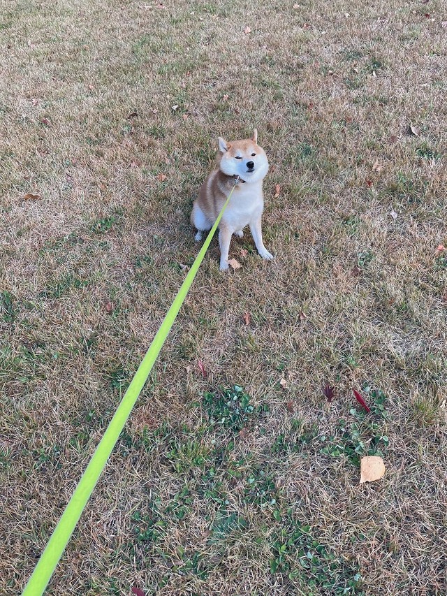 拒否柴！（画像提供：柴犬ハルさん）