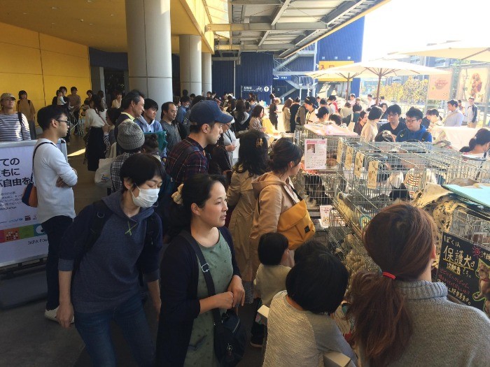 大勢の人が訪れたイケアの譲渡会（ねこかつ提供）