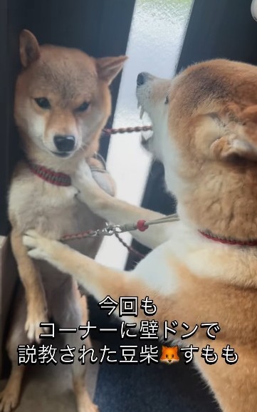 玄関のコーナーに姉犬に追い詰められ、壁ドンで説教される妹犬が話題に（柴犬三姉妹の飼い主さん提供、IInstagramよりキャプチャ撮影）