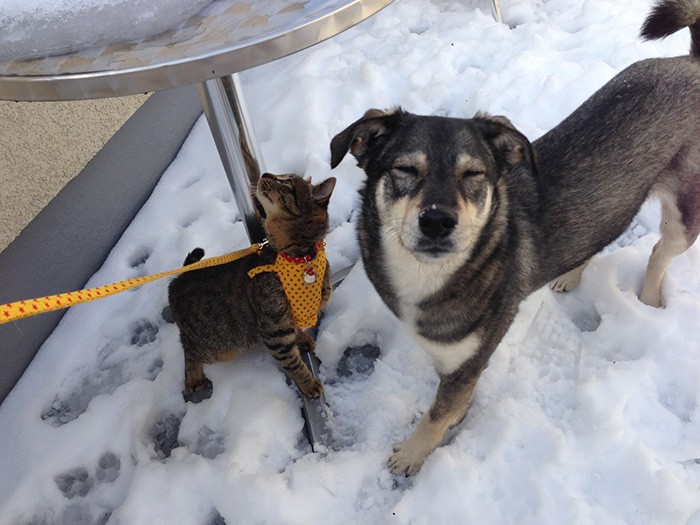自宅の屋上で積雪を楽しむ２匹。ナッチャンは初の雪体験