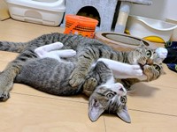 同居猫・ルナちゃんと遊ぶぴーちゃん（画像提供：単発0x0さん）